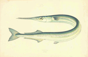 "Garfish" (Knochenhecht. garpike, sea needle)  Very minor signs of age and use.  Antique Fish prints by Jonathan Couch  from: "History of the Fishes of the British Islands"  Original hand-colored steel engravings by Jonathan Couch.  Published in London, 1870