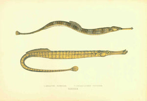 "1. Greater Pipefish. 2. Broad-Nosed Pipefish"  Very minor signs of age and use.  Antique Fish prints by Jonathan Couch  from: "History of the Fishes of the British Islands"  Original hand-colored steel engravings by Jonathan Couch.