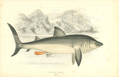 Basking shark  A few small, scattered spots.  Length of Fish. 19 cm (7.4 ")     Original hand-colored steel engraving by Jonathan Couch.  Published in London, 1870  Original antique print  interior design, wall decoration, ideas, idea, gift ideas, present, vintage, charming, special, decoration, home interior, living room design