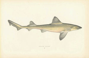 Smooth Hound  Length of Fish. 20.1 cm (7.9 ")   Original hand-colored steel engraving by Jonathan Couch.  Published in London, 1870  Original antique print  interior design, wall decoration, ideas, idea, gift ideas, present, vintage, charming, special, decoration, home interior, living room design