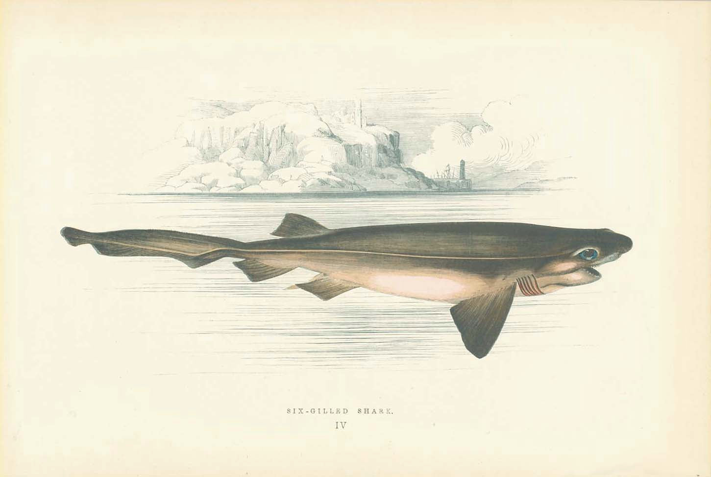 Marine Life, Fish, Six-Gilled Shark, Couch