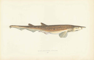 Black-Mouthed Dogfish  Length of Fish. 19.5 cm ( 7.7 ")     Original antique print    Original hand-colored steel engraving by Jonathan Couch.  Published in London, 1870 interior design, wall decoration, ideas, idea, gift ideas, present, vintage, charming, special, decoration, home interior, living room design