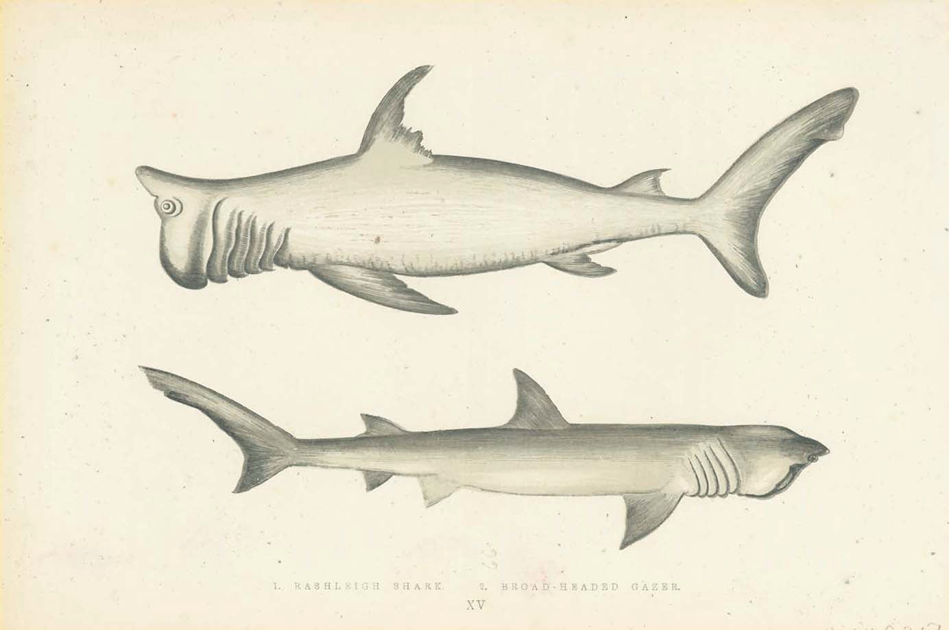1. Rashleigh Shark  2. Broad-Header Gazer  Length of upper Fish. 17.5 cm (76.8")     Original hand-colored steel engraving by Jonathan Couch.  Published in London, 1870  Original antique print, interior design, wall decoration, ideas, idea, gift ideas, present, vintage, charming, special, decoration, home interior, living room design