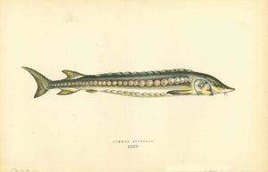 Common Sturgeon  Original hand-colored wood engraving by Jonathan Couch.  Published in London, 1870  Antique Fish prints by Jonathan Couch  from: "History of the Fishes of the British Islands"  Original hand-colored wood engravings by Jonathan Couch.  Published in London, 1870