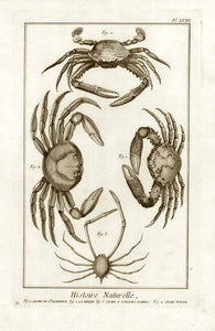 Histoire Naturelle  "Fig. 1. Crabe de St. Domingue. Fig.2. La Sirque."  "Fig. 3. Crabe a Longues Jambes. Fig. 4. Crabe Violet."  Copper etching by Benard after Martinet for "Histoire Naturelle", published 1751 in Paris.  Original antique print    Fine copper engraving. Good condition.  Krustentiere, Crustacean, Krabben, Crabs  Crabe de St. Domingue, La Sirque, Crabe a Longues Jambes, Crabe Violet