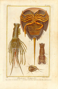 "Fig. 1. Crabe des Moluques Fig. 2 Crab d'Eau Douce, Fig. 3 Ecrivess de Mer Fig. 4 Ecrivisse Crabe"  Copper etching by Benard after Martinet for "Histoire Naturelle", published 1751 in Paris. Modern hand coloring. Margin edges show light browning. and minor spottng. A few very light spots in image.
