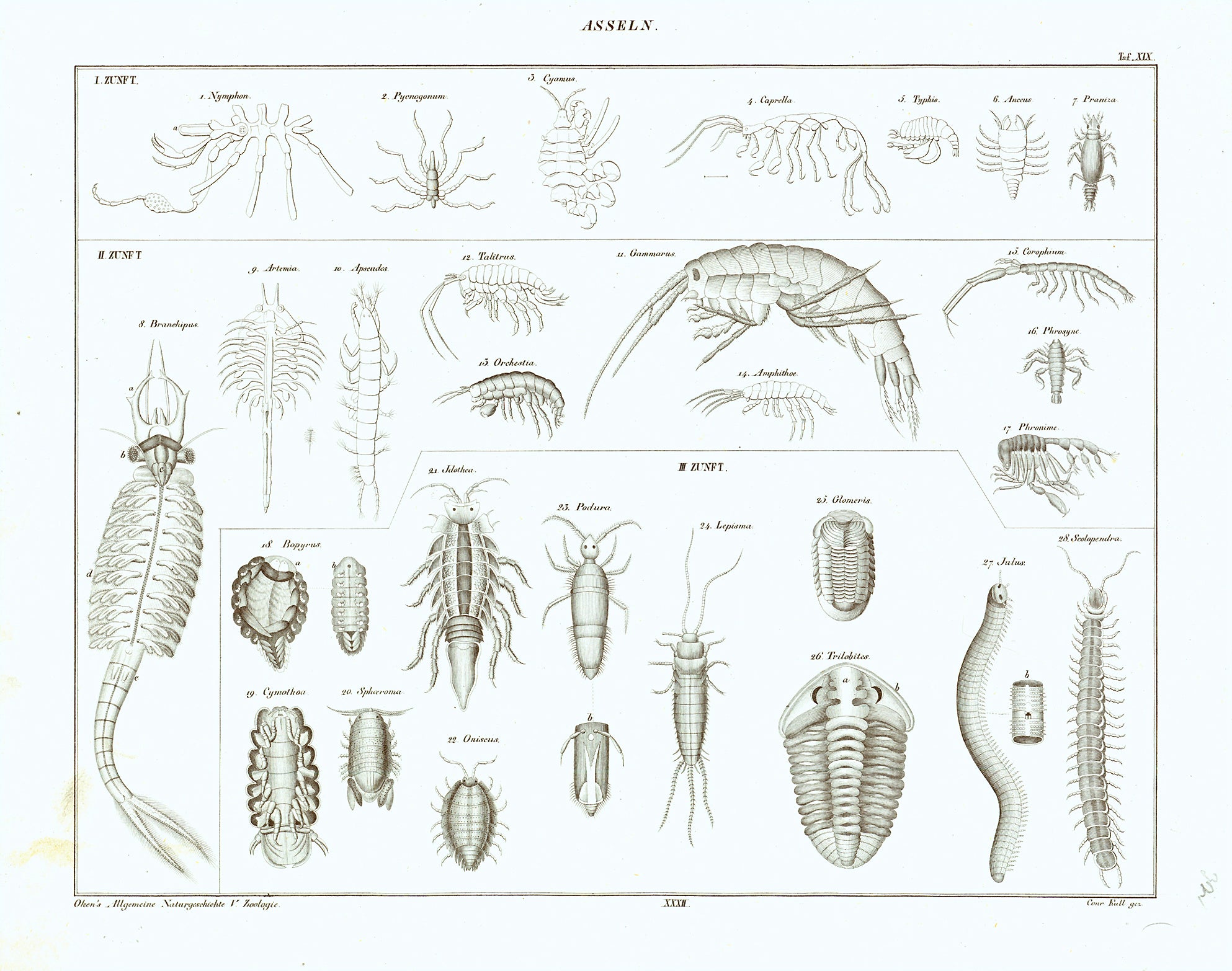 "Asseln"  Latin names of some creatures shown: Brachipus, Caprella, Artemia, Podura, Julus, Talitrus...  Steel engraving by Conrad Kull for "Okens Allgemeine Naturgeschichte " ca 1845. A few signs of age and use in margins.  Image: 22.5 x 29.5 cm (8.8 x 11.6")  Original antique print 