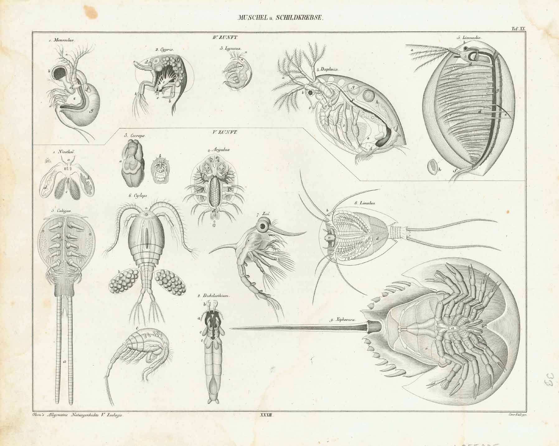 Muschel, u. Schildkrebse"  Marine Life, Crabs, Daphnia, Cypris, Cyclops, Caligus, Monoculus  Latin names of some creatures shown: Daphnia, Cypris, Cyclops, Caligus, Monoculus, Limulus  Steel engraving by Conrad Kull for "Okens Allgemeine Naturgeschichte " ca 1845.  Original antique print  