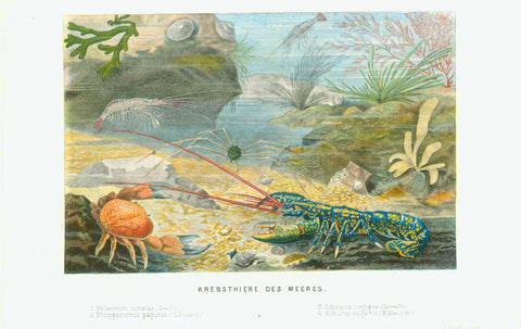 Antique print, "Krebsthiere des Meeres"  "1.Palemon serratus (Leach), 2. Platygarcinus pagurus (Edwards)  3. Lepiopus longgrioes (Latreirlle), 4. Homarus vulgaruzs (M.Edwards)"  Crustaceans, Palemon serratus, Platygarcinus pagurus, Lepiopus longgrioes  Chromolithograph published 1869.
