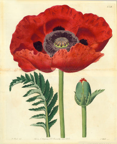 No title. Red poppy  Originally hand-colred copperplate etching by j. Watts  After the drawing by M. Hart  Published in "Botanical Magazine" founded 1787 by William Curtis (1746-1799)  Dated London, 1822  Botanical Magazine was printed in V8 format. The double pages, like this of the poppy, therefore have a horizontal centerfold.  There is some spotting on the centerfold and margins.  Light, actually pleasant age toning. Brilliant colours.
