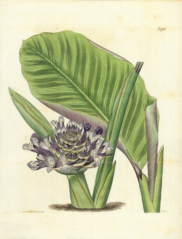No Title.  Zebra plant, Calathea zebrina (Leaves are striped - Maranta zebrina). Hand-colored engraving from Curtis's Botanical Magazine, London, 1817  Print with lovely colouring.