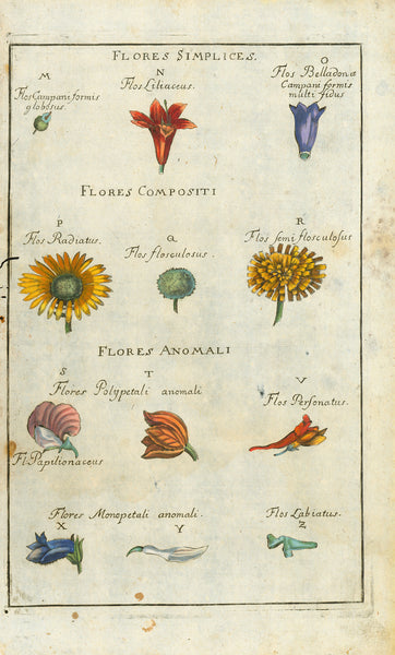 "Partes Florum Simplicium" "Flores Apetali sive Staminei"  "Flores Simplices" Flores Compositi" "Flores Anomali"   Two pages of special botanical interest for botanists using Latin names.  Both pasges are spotty with signs of age and use. Worm track on left side. Left margin is narrow.