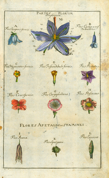 "Partes Florum Simplicium" "Flores Apetali sive Staminei"  "Flores Simplices" Flores Compositi" "Flores Anomali"   Two pages of special botanical interest for botanists using Latin names.  Both pasges are spotty with signs of age and use. Worm track on left side. Left margin is narrow.