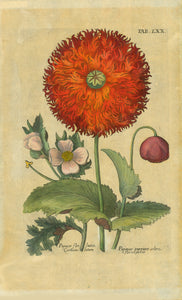 "Papaver flor luteo Corniculatum. Papaver purpeo colore flore pleno"  This print was once famed and has irregular toning/browning.  Page size: 33 x 20 cm (12.9 x 7.8")  Antique Botanical Prints by De Bry  Johann Theodor De Bry (1528-1598) came from Liege, Belgium to Frankfurt on the Main and founded about 1570 an important publishing house. The famous Florilegium Novum, a comprehensive flower book was first published between 1612 and 1618. 