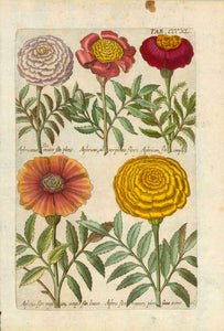 Five Marigolds  Upper left: Aphricanus flos maior pleno, Aphrican, alter pleno flore, Aphrican flo. simple,  Lower left: Aphric. flos maxim, simp. luteo, Aphric. flos maxim, pleno aureo  Stain spot in upper margin. A few signs of age and use in margins.  Page size: 34 x 20 cm (13.3 x 7.8")  Antique Botanical Prints by De Bry  Johann Theodor De Bry (1528-1598) came from Liege, Belgium to Frankfurt on the Main and founded about 1570 an important publishing house. The famous Florilegium Novum, a comprehensive 