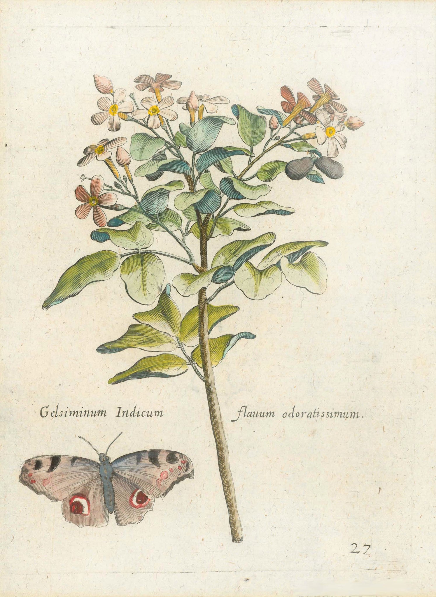   "Gelsiminum Indicum flaum odoratissimum"  Plate 27  Johann Theodor De Bry (1528-1598) came from Liege, Belgium to Frankfurt on the Main and founded about 1570 an important publishing house. The famousFlorilegium Novum, a comprehensive flower book was first published by his son, Johann Theodor De Bry (1561-1623) between 1612 and 1618. The copper engravings we are offering are in very good condition in beautiful modern coloring and are mostly from the 1641 edition