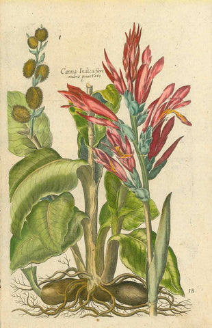 De Bry 18 18. Canna Indica flore rubro punctato  Antique Botanical Prints by De Bry  Johann Theodor De Bry (1528-1598) came from Liege, Belgium to Frankfurt on the Main and founded about 1570 an important publishing house. The famous Florilegium Novum, , interior design, wall decoration, ideas, idea, gift ideas, present, vintage, charming, special, decoration, home interior, living room design