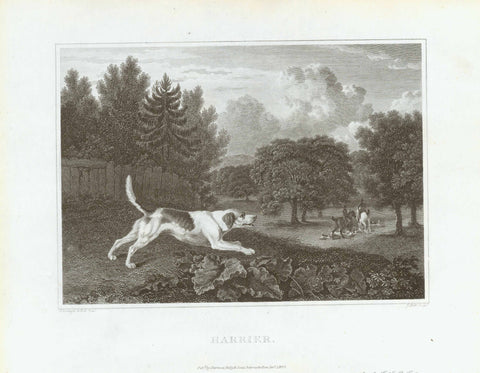 "Harrier"  Copper engraving by J. Scott after a painting by P. Reinagle. Published in London 1820.  Original antique print  