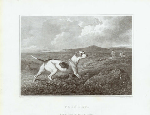 "Pointer"  Copper engraving by J. Scott after a painting by P. Reinagle. Published in London 1820.  Original antique print  