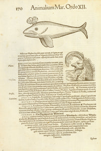 "Animalium Mar. Ordo XII"  Page from "Historia animalium" by Conrad Gessner. Published in Zurich 1551-1558.  The images are woodcuts. Below is text in Latin. In the text are the names of the whales in Italian, Spanish, Gallice ( French ) and German.  In German they are named Sprutzwal or Wetterwal.  The reverse side is titled "De Cetis". There is text and an outline image of a whale with the name Oryx. (Orca) The names of this whale are given in several languages.