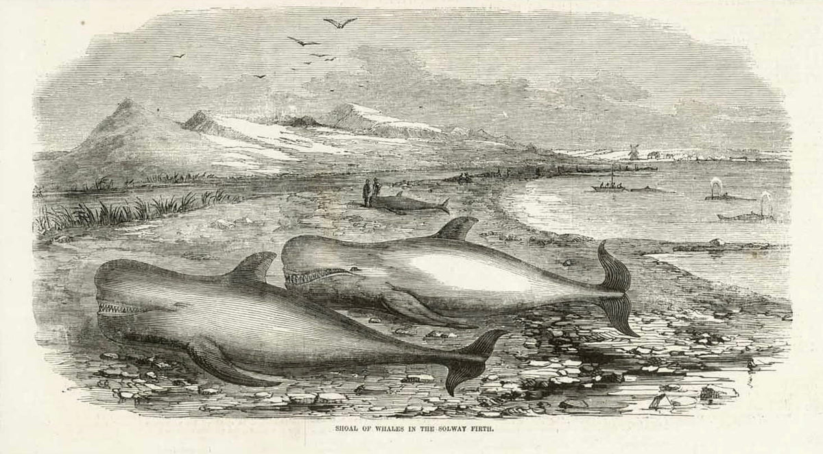 Animals, Marine Life, Whales, England, Solway Firth – Philographikon ...
