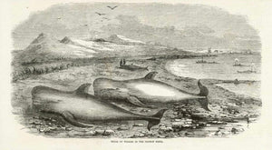 "Shoal of Whales in the Solway Firth"  Wood engraving published 1855. Reverse side is printed with unrelated text.