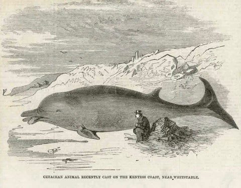 "Cetacean Animal Recently Cast on the Kentish Coast, Near Whitstable"  Wood engraving ca 1875. Reverse side is printed.