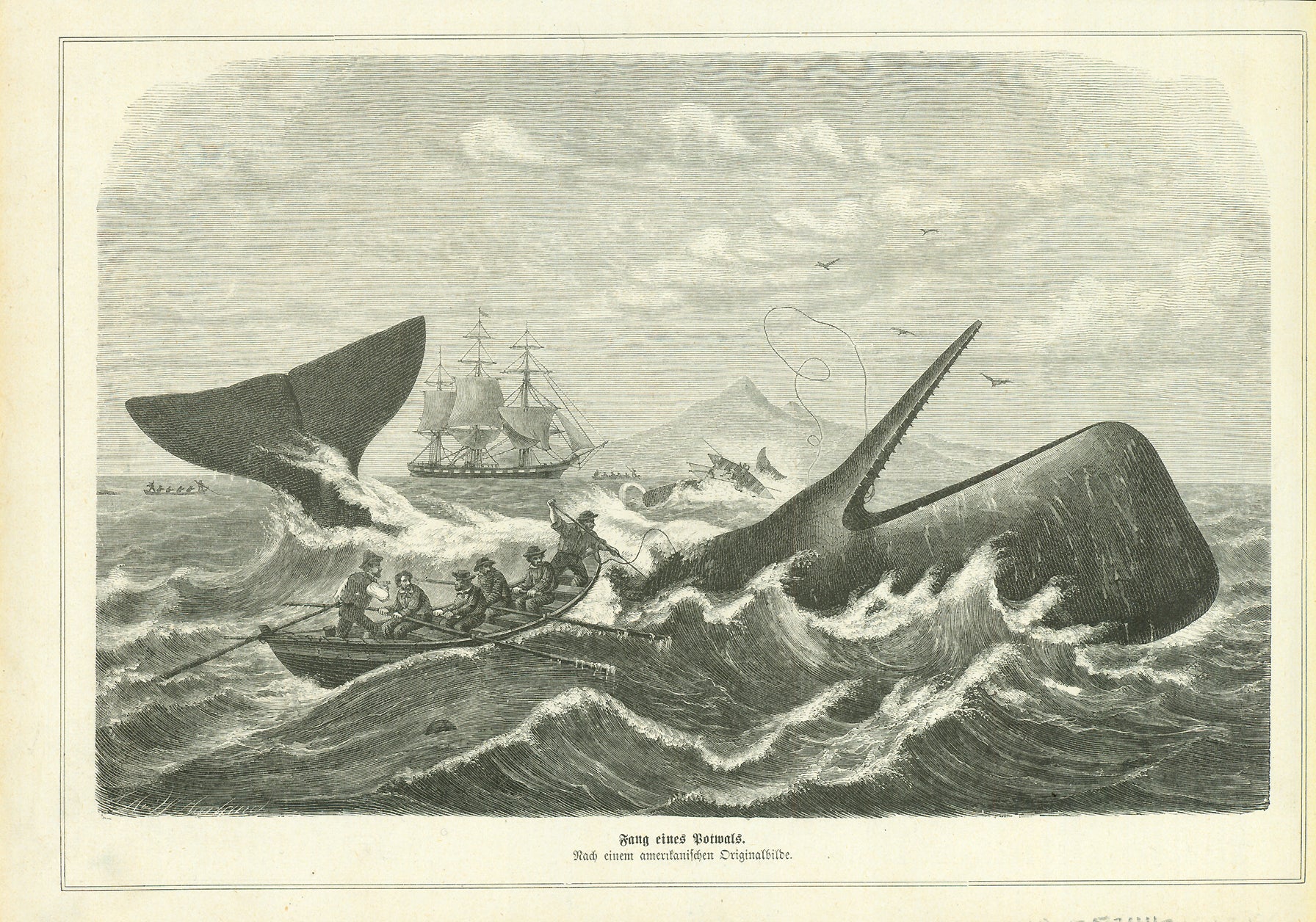 "Fang eines Potwals"  Wood engraving ca 1875. On the reverse side is a partial article about sperm whale fishing. Right margin is narrow.