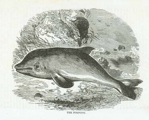 "The Porpoise"  Wood engraving published 1855. On the reverse side is partial text about the porpoise.