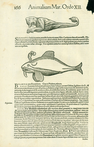 "Animalium Mar. Ordo XII." Page 166  "Balaena vera Rondeletio"  German: Hogerwal  Woodcut. Published in "Historia animalism lib.IV qui set de piscium et aquatalium nature".  By Conrad Gessner (1515-1565)  Zurich, 1558  Above this woodcut is a woodcut of a bizarre mythical creature, half animal, half sea monster ("Indian serpent"). Brethmechin mythical creeature. Text for it begins page 165
