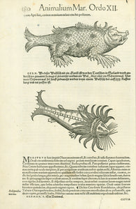 "Animalium Mar. Ordo XII." Page 180  Above: A Herill or Schweynwal - boar like whale sighted near the Orkney Ilslands"  Below: Ein Bartwal (Eutheria). Baleen whale  Two woodcuts on one page. Published in "Historia animalism lib.IV qui set de piscium et aquatalium nature". By Conrad Gessner (1515-1565)  Zurich, 1558  Bizarre depictions of whales, appearing to be sea monsters.