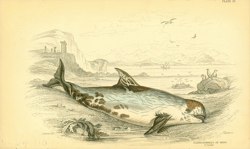 "Globusphalus of Risso"  Steel engraving in original hand coloring by Lizars after J. Stewart. From "Naturalist´s Library", ca 1860. Print has overall natural age toning and creasing on bottom edge.