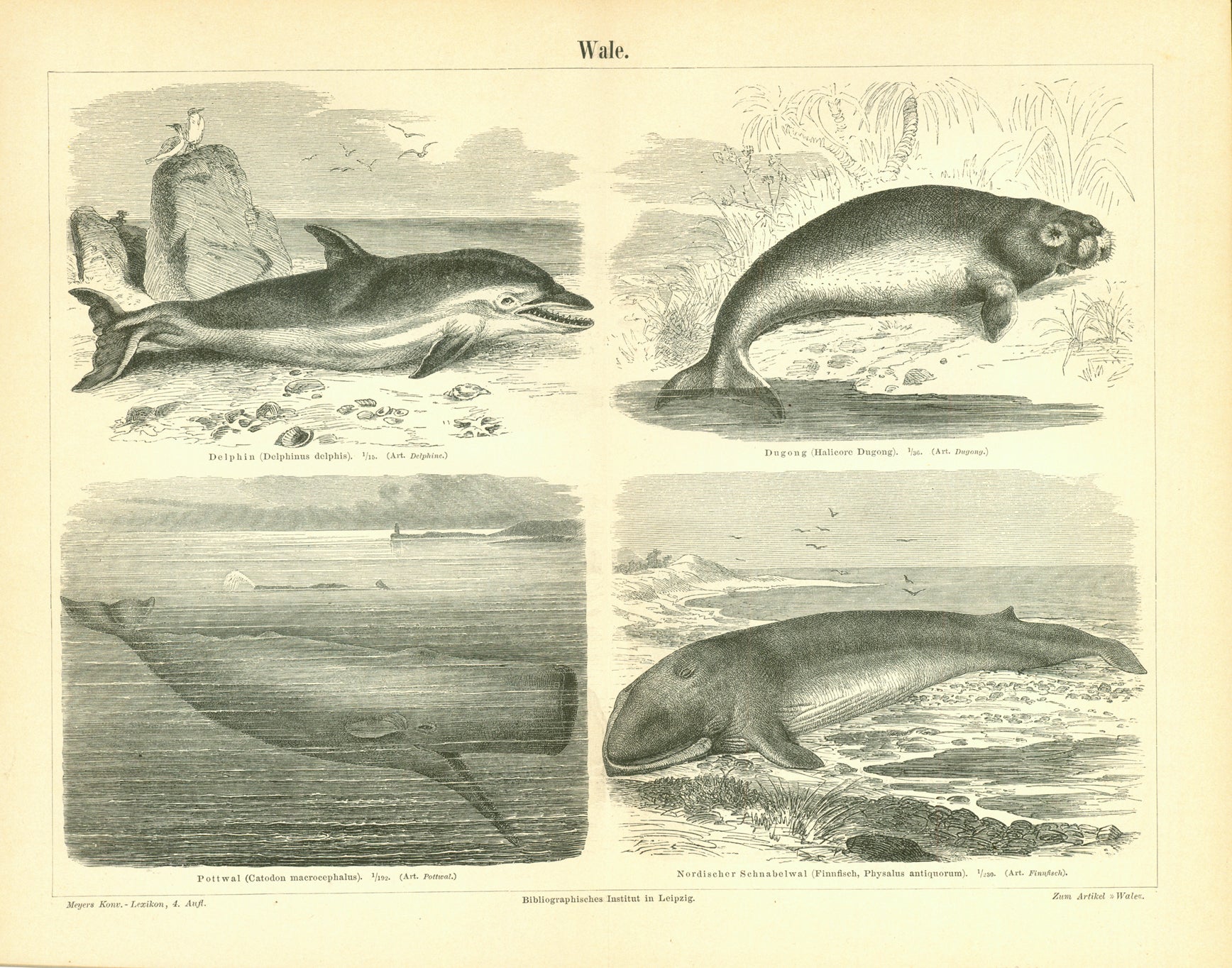 "Wale"  "Delphin (Delphinus dolphis) Dugong (Hallicore Dugong)" "Pottwal (Catodon macrocephalus) Nordischer Schnabelwal (Finnfisch Pysalus antiquorum)"  Wood engravings published ca 1890. 