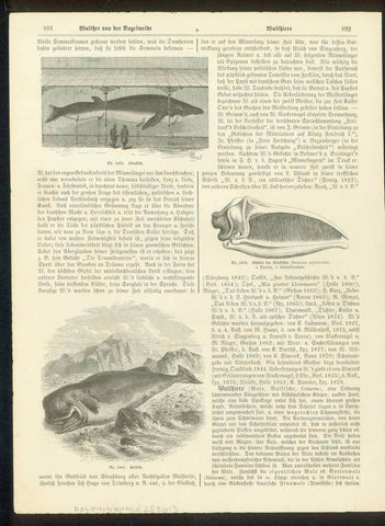 Upper image: "Finnfisch" Middle image: "Schaedel des Walfisches (Balena mysticetus)" Lower image: "Potfisch"  Wood engravigs published 1875.  Original antique print 