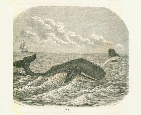 Two wood engravings of whales published 1869.  Each image is on a page of text about whales and dolphins. The text continues on the reverse sides of each page. On the reverse side of one of the pages is a third image of a whale.  Original antique print  