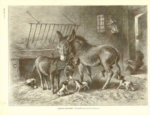 "Jugend hat nicht Tugend" ( Young people are all the same. Youth will have its fling.)  Charming wood engraving after Ludwig Beckmann. Dated 1897.  Mother Jack Russell looks on while her pups bark at the donkeys.  Original antique print 