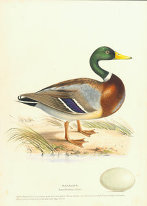 PAIR of Ducks  Original antique print   "Mallard. Anas Boschas" and "Summer Duck. Dendronessa Sponsa"  Hand-colored lithographs by H.C. Meyer  London, 1838
