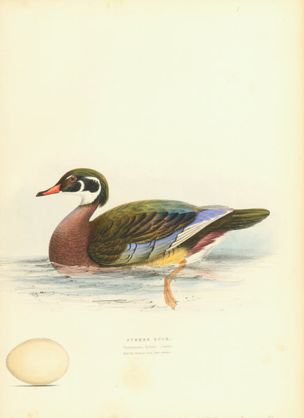 PAIR of Ducks  Original antique print   "Mallard. Anas Boschas" and "Summer Duck. Dendronessa Sponsa"  Hand-colored lithographs by H.C. Meyer  London, 1838