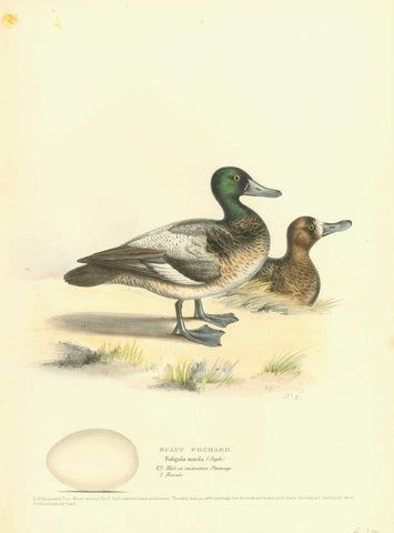 "Scaup Pochard" "Fuligula marila (Steph.) "Nr. 1 Male in immature plumage" "2. Female"  Hand-Colored Lithographs  from Naumann:  "Naturgeschichte Der Voegel MittelEuropas"  published in several volumes from 1822-1860.  Very fine lithographs with information below the title about the size and habits of the waterfowl shown. Notice that on some of the prints is an egg of the particular species. Many of the lithographs are by H.L. Meyer and dated after his signature in the image.  Original antique print 