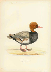 "Red-Crested Pochard" "Fuligula rufina (Steph.)  Hand-Colored Lithographs  from Naumann:  "Naturgeschichte Der Voegel MittelEuropas"  published in several volumes from 1822-1860.  Very fine lithographs with information below the title about the size and habits of the waterfowl shown. Notice that on some of the prints is an egg of the particular species. Many of the lithographs are by H.L. Meyer and dated after his signature in the image.  Original antique print 