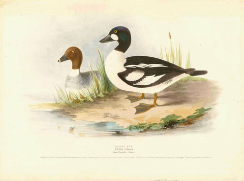 "Golden Eye" 1. Male"2. Female" "Anas Clangula"  Hand-Colored Lithographs  from Naumann:  "Naturgeschichte Der Voegel MittelEuropas"  published in several volumes from 1822-1860.  Very fine lithographs with information below the title about the size and habits of the waterfowl shown. Notice that on some of the prints is an egg of the particular species. Many of the lithographs are by H.L. Meyer and dated after his signature in the image. Light natural age toning. Minor spotting.