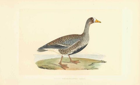 "Little White-Fronted Goose"  Lithograph for C.H. Bree M.D. 1863. Original hand coloring.  Original antique print 