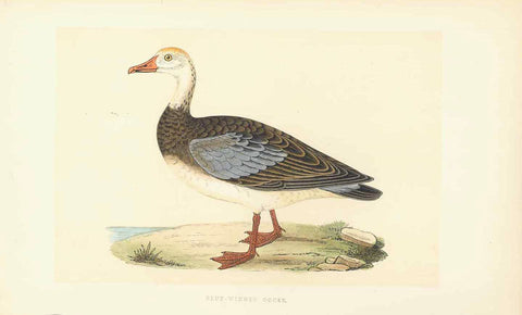  "Blue-Winged Goose"  Lithograph for C.H. Bree M.D. 1863. Original hand coloring.  Light beige toning around the goose from earlier framing.  Original antique print 