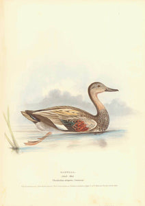 Gadwall  Adult Male  Chauhodus strepera (Swanson)  Hand-Colored Lithographs  Original antique print   from Naumann:  "Naturgeschichte Der Voegel MittelEuropas"  published in several volumes from 1822-1860.  Very fine lithographs with information below the title about the size and habits of the waterfowl shown. Notice that on some of the prints is an egg of the particular species. Many of the lithographs are by H.L. Meyer and dated after his signature in the image.