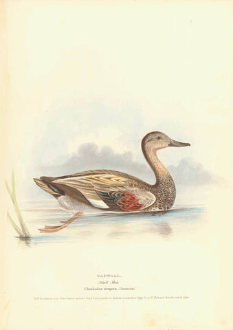 Gadwall  Adult Male  Chauhodus strepera (Swanson)  Hand-Colored Lithographs  Original antique print   from Naumann:  "Naturgeschichte Der Voegel MittelEuropas"  published in several volumes from 1822-1860.  Very fine lithographs with information below the title about the size and habits of the waterfowl shown. Notice that on some of the prints is an egg of the particular species. Many of the lithographs are by H.L. Meyer and dated after his signature in the image.