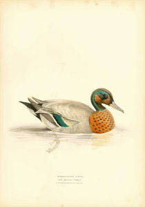 Sinaculated Duck Anas glocitans (Pallas) About half the natural size, very rare.  A few light spots in upper and lower margins.  Original antique print   from Naumann:  "Naturgeschichte Der Voegel Mitteleuropas"  published in several volumes from 1822-1860.  Very fine lithographs with information below the title about the size and habits of the waterfowl shown. 