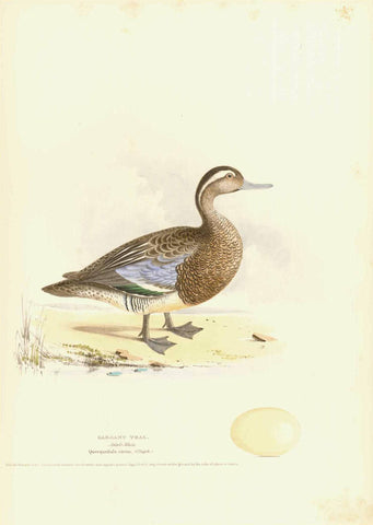 Gargany Teal Adult Male Querquedula cicia (Steph)  A few very light spots near upper margin edge and in right margin lower corner.  Original antique print   from Naumann:  "Naturgeschichte Der Voegel Mitteleuropas"  published in several volumes from 1822-1860.  Very fine lithographs with information below the title about the size and habits of the waterfowl shown. Notice that on some of the prints is an egg of the particular species.