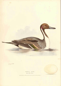 Pintail Duck Anas acuta ( Linn)  Minor light spotting on right margin edge.  Original antique print   from Naumann:  "Naturgeschichte Der Voegel Mitteleuropas"  published in several volumes from 1822-1860.  Very fine lithographs with information below the title about the size and habits of the waterfowl shown. Notice that on some of the prints is an egg of the particular species. 