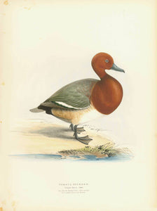 Nyroca Pochard  Fuligula nyroca (Steph) One half the natural size, rare visitant.  Small spot in upper left and lower left margin corners.     Original antique print   from Naumann:  "Naturgeschichte Der Voegel Mitteleuropas"  published in several volumes from 1822-1860.  Very fine lithographs with information below the title about the size and habits of the waterfowl shown. Notice that on some of the prints is an egg of the particular species. 