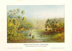 "Landschaft am oberen Nil mit Papyrus - und Schilfrohr Dicket" ( Landscape on the Upper Nile with Papyrus and reeds )  Attractive view of the plants on the Upper Nile by W. v. Harnier. Printed in color 1900.